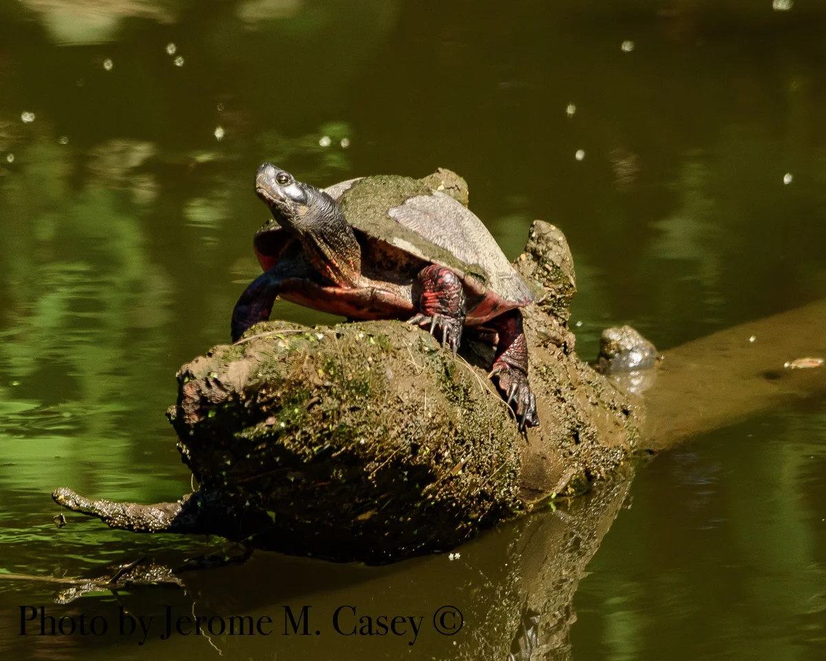Turtle.jpg