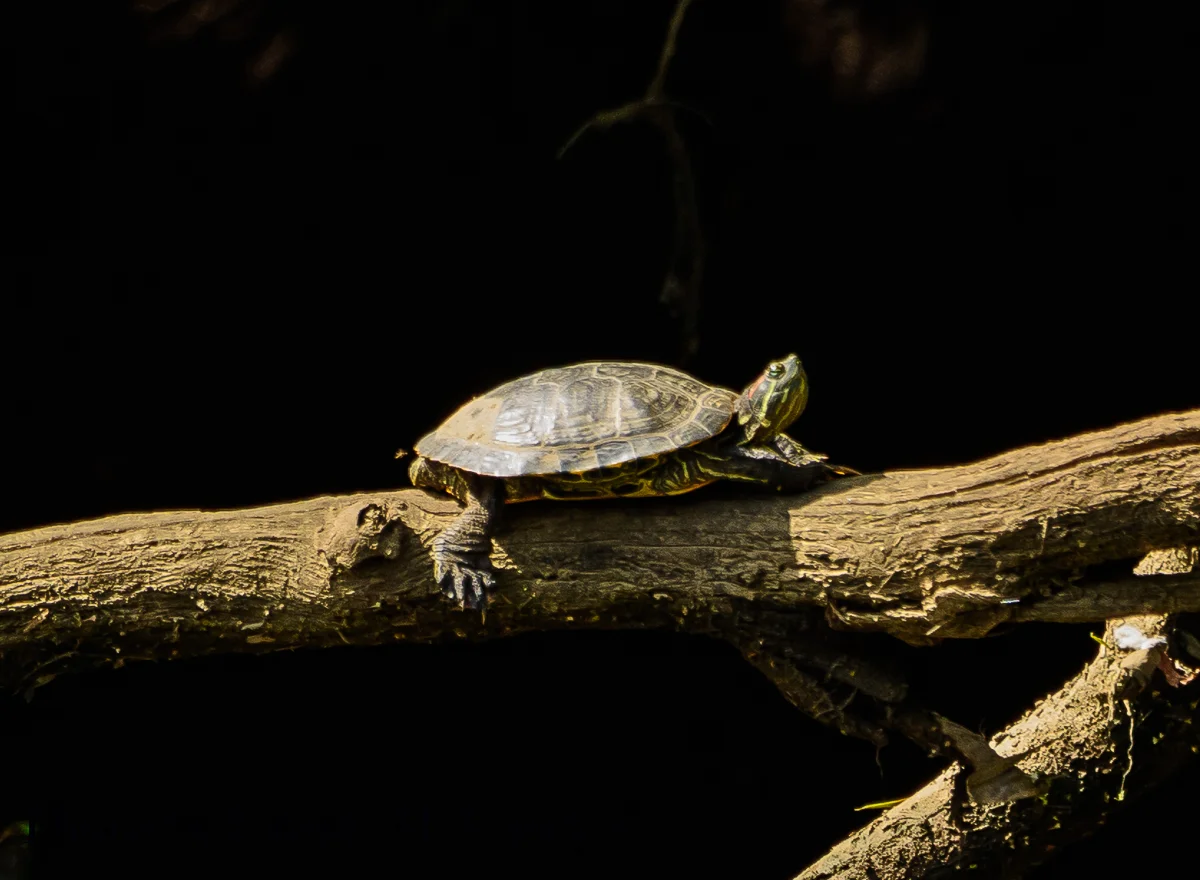Red-Eared Slider turtle - Trachemys Scripta Elegans