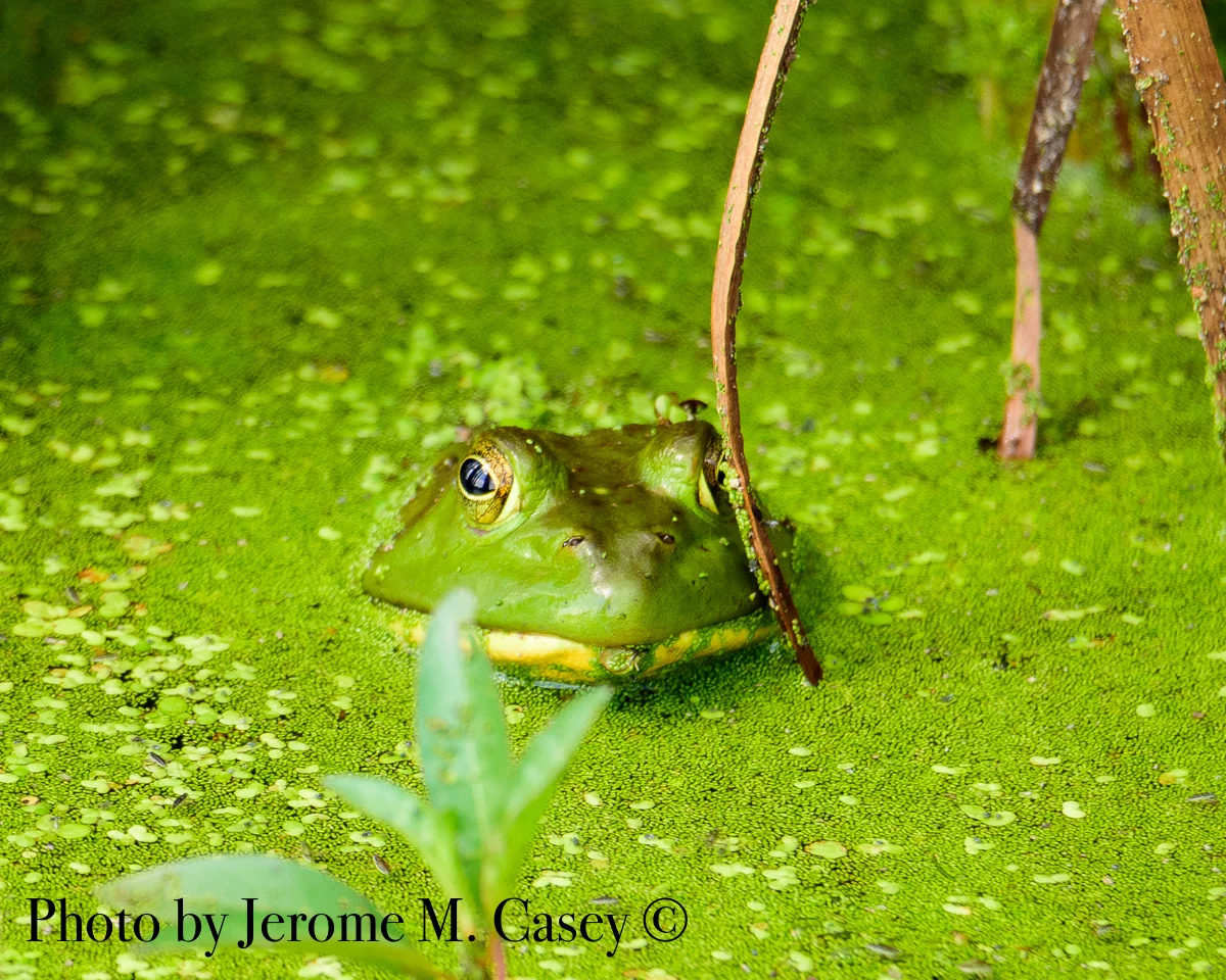 Ribbit.jpg