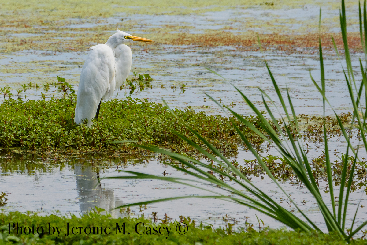 Great White Egret - Ardea Alba