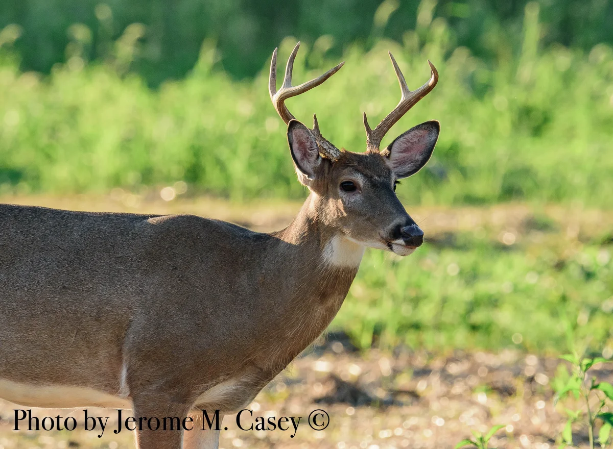 White Tail Deer - 8 point Buck.jpg