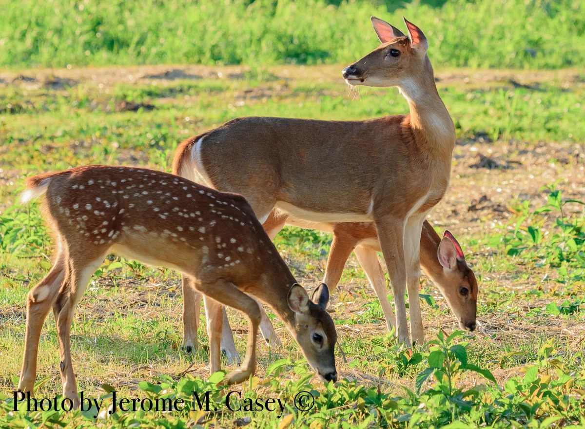 White Tail Deer - Doe with 2 Fawns.jpg