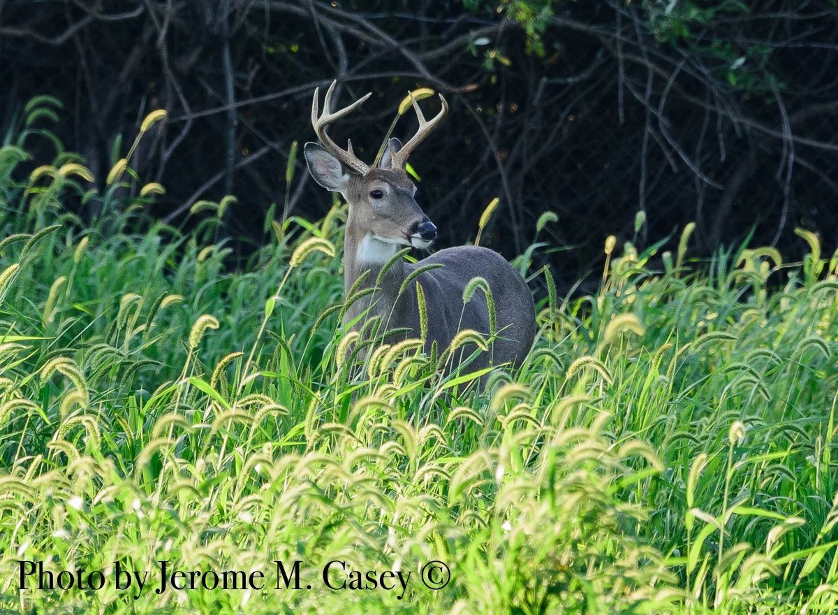 White Tail Deer - 8 point Buck-2.jpg