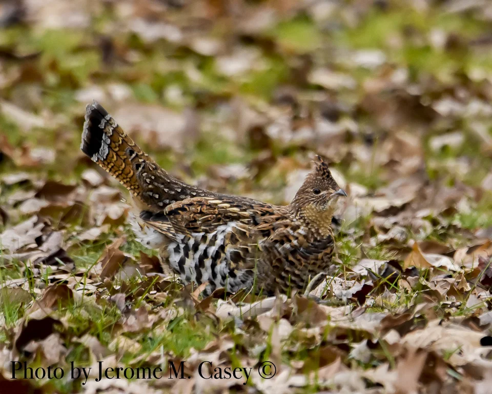 Ruffed Grouse