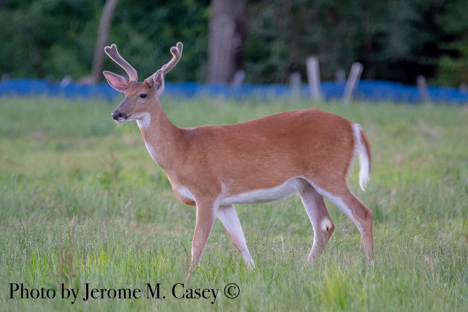 White Tail Buck - In Velvet