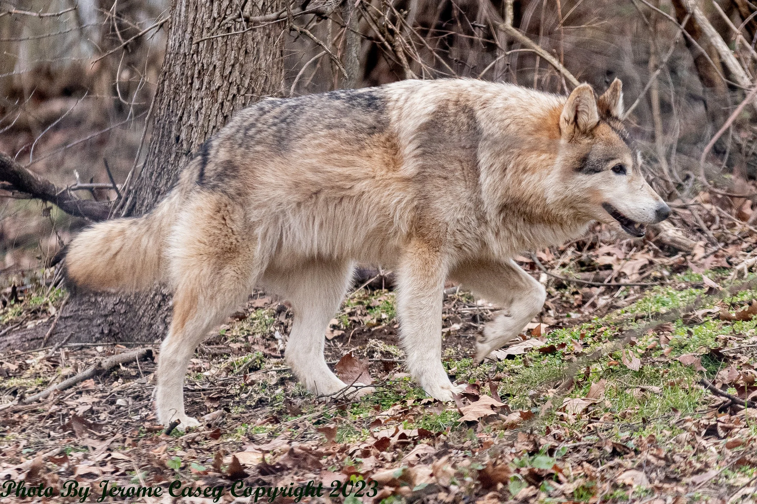 Timber Wolf