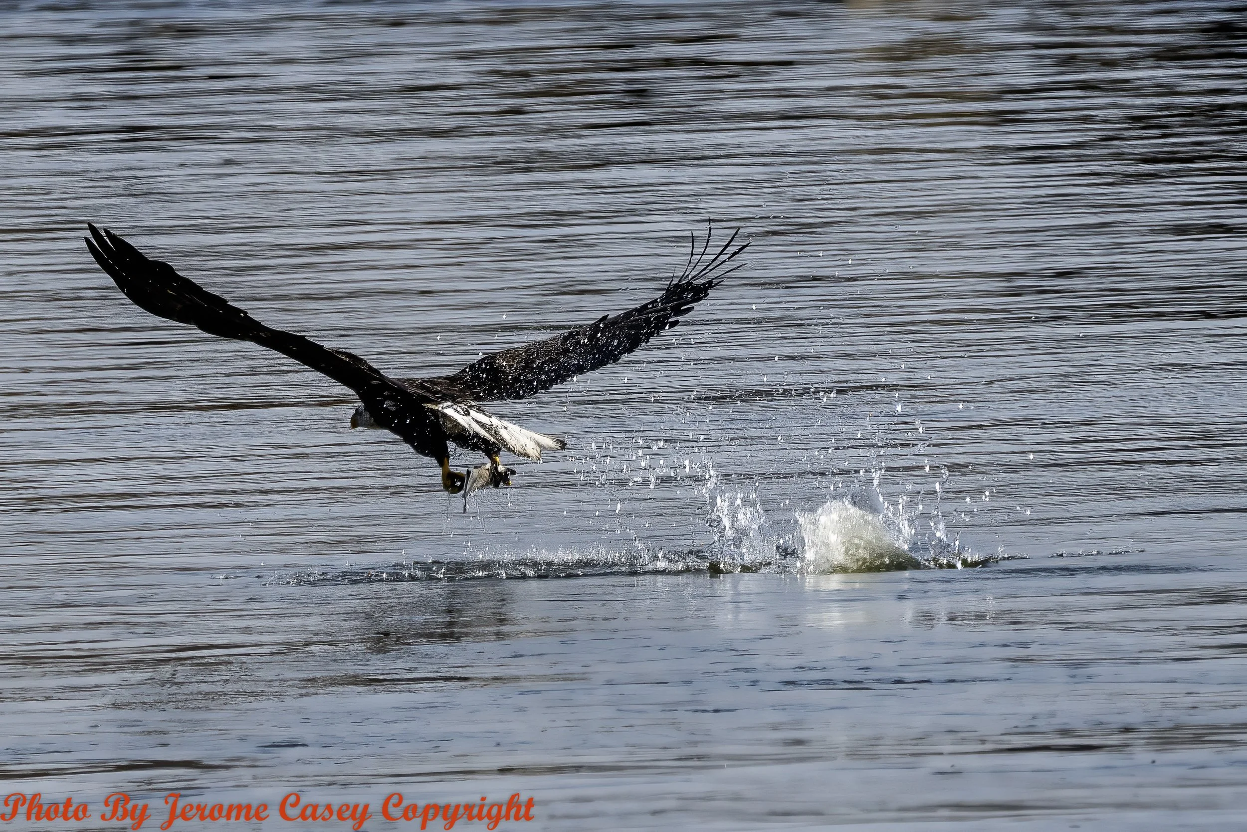 Bald Eagle