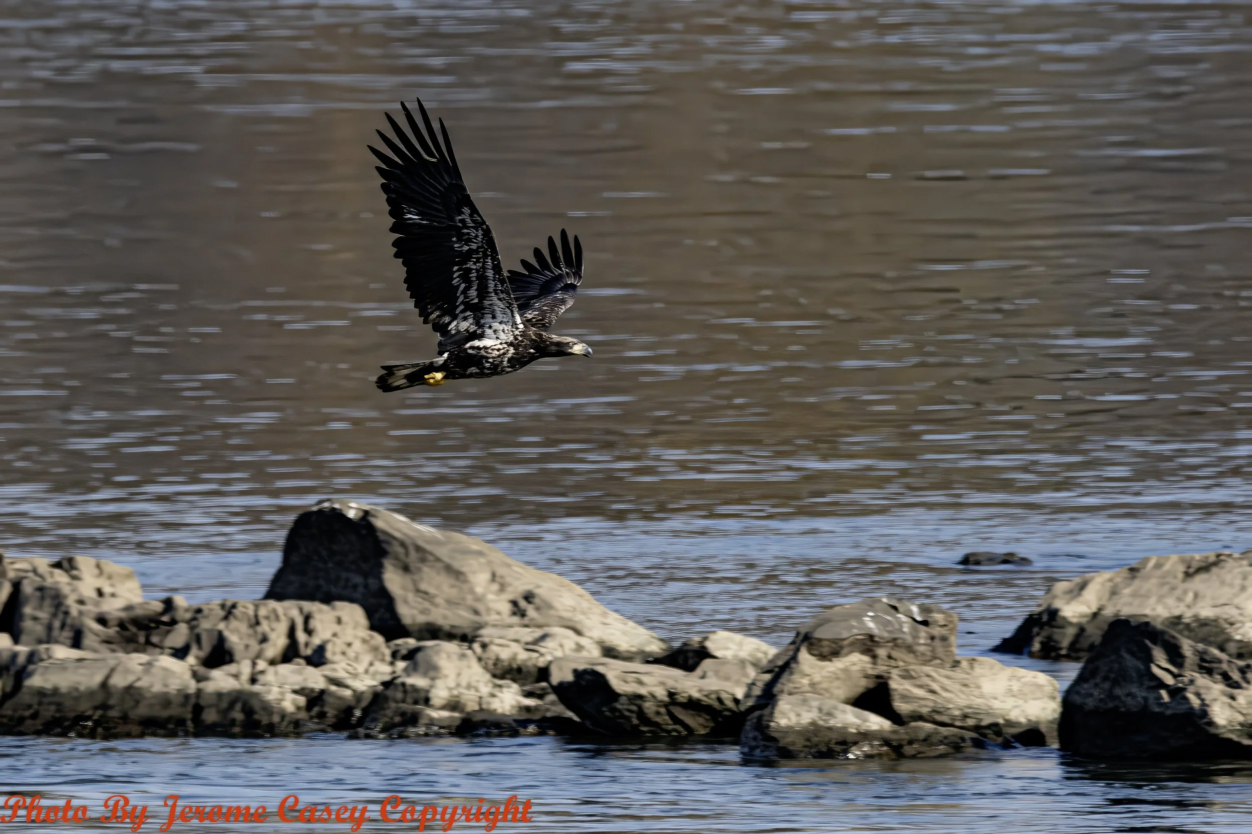Juvenile Blad Eagle