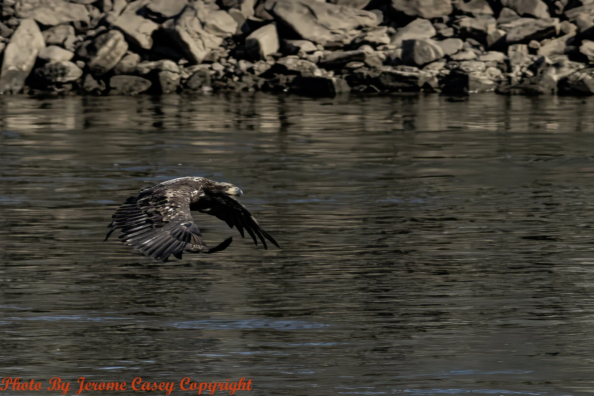 Juvinal Bald Eagle.jpg