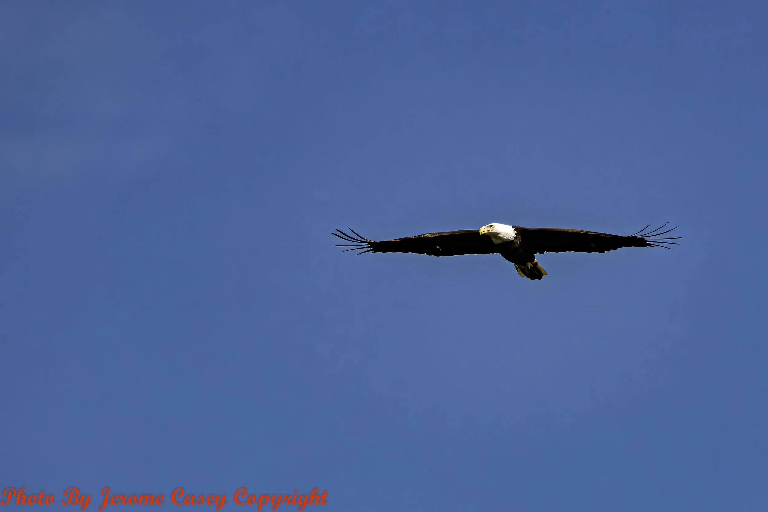 Bald Eagle 