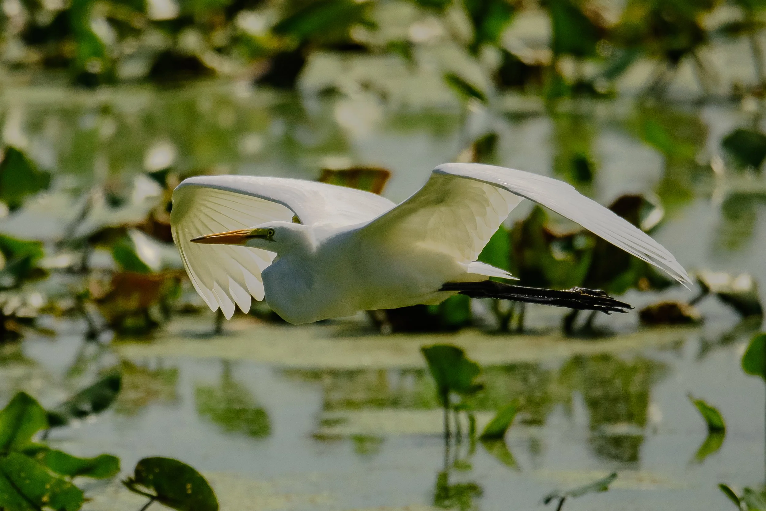 White Egret inflight.jpg