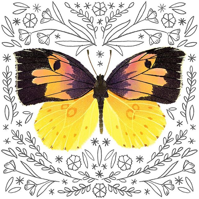 Getting these guys printed and ready for calendar season! A male California Dogface butterfly.
.
.
.
 #butterfly  #butterflies #californiadogface  #butterflyart #butterflylove #butterflyillustration #natureillustration #butterflydrawing