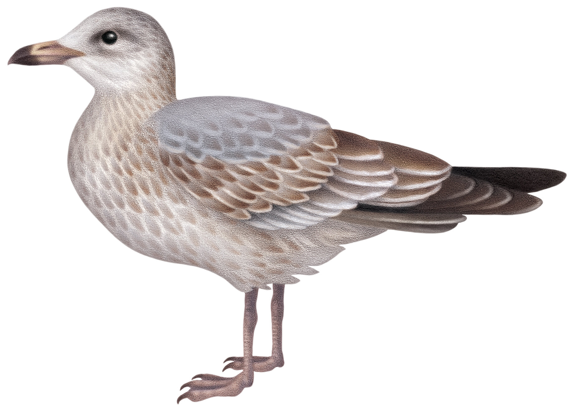 Juvenile Ring-billed Gull