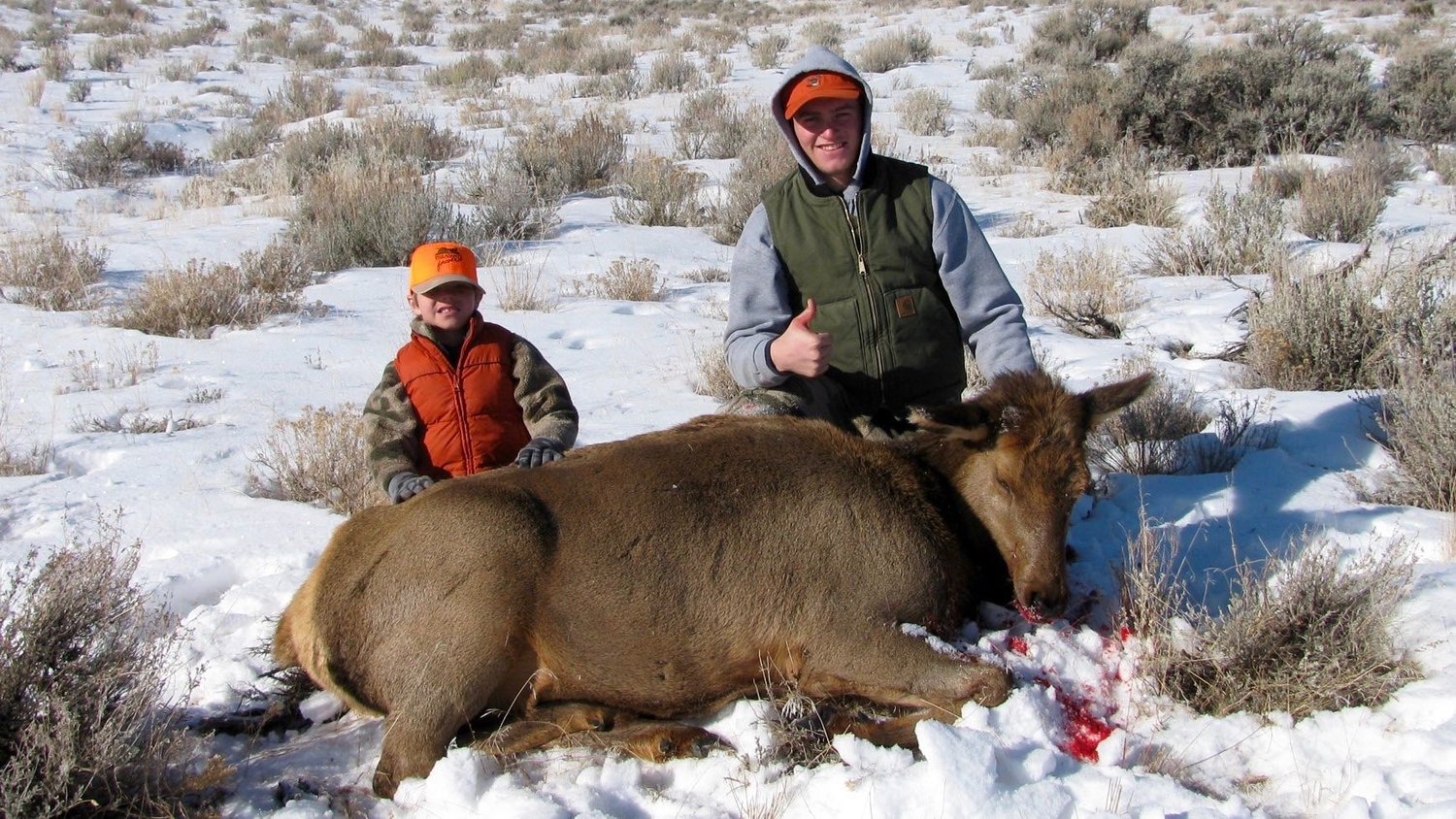 Cow Elk Hunting Tips For Any Season 
