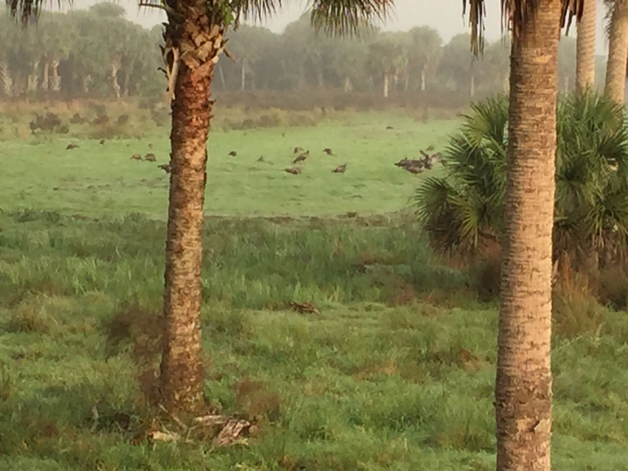 deseret-cattle-citrus-florida-ranch-osceola-turkeys.jpg