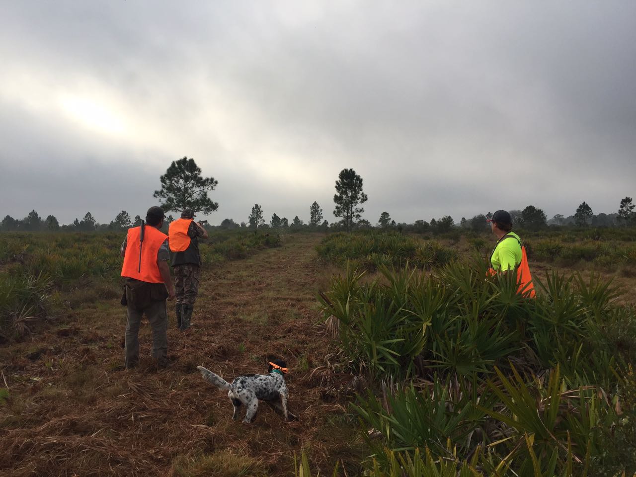 deseret-cattle-citrus-florida-ranch-quail.jpg