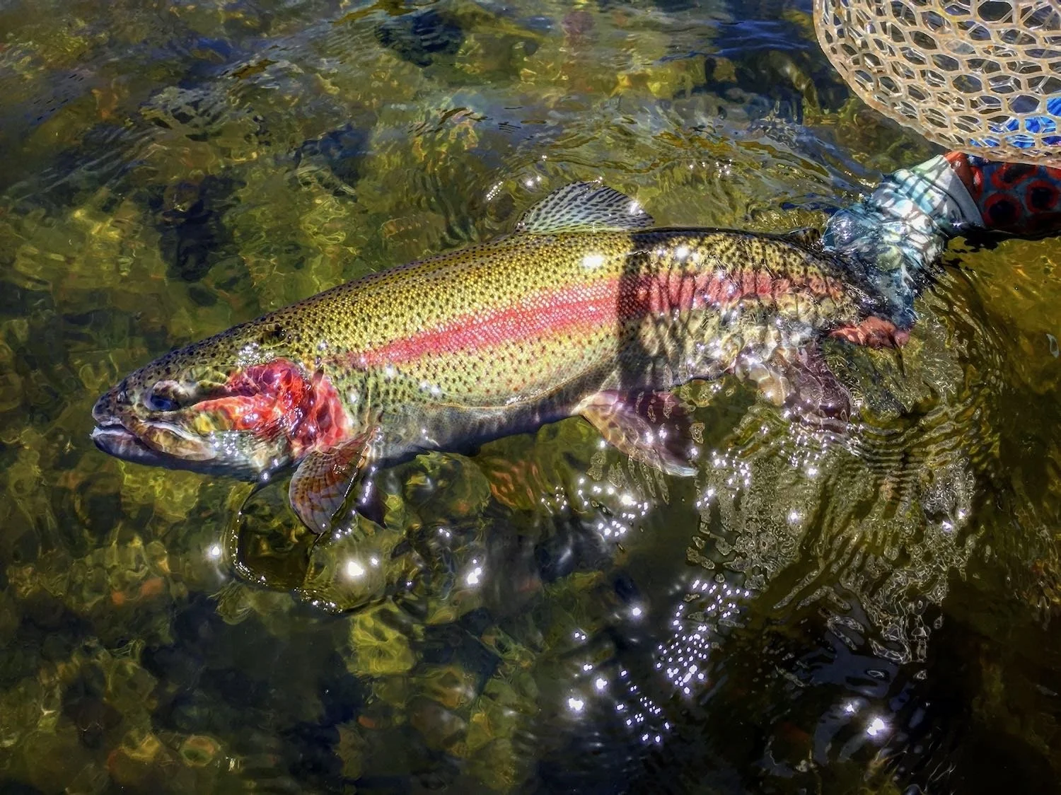 Handling Fish Flight Fish Handling — Wild Country Outfitters