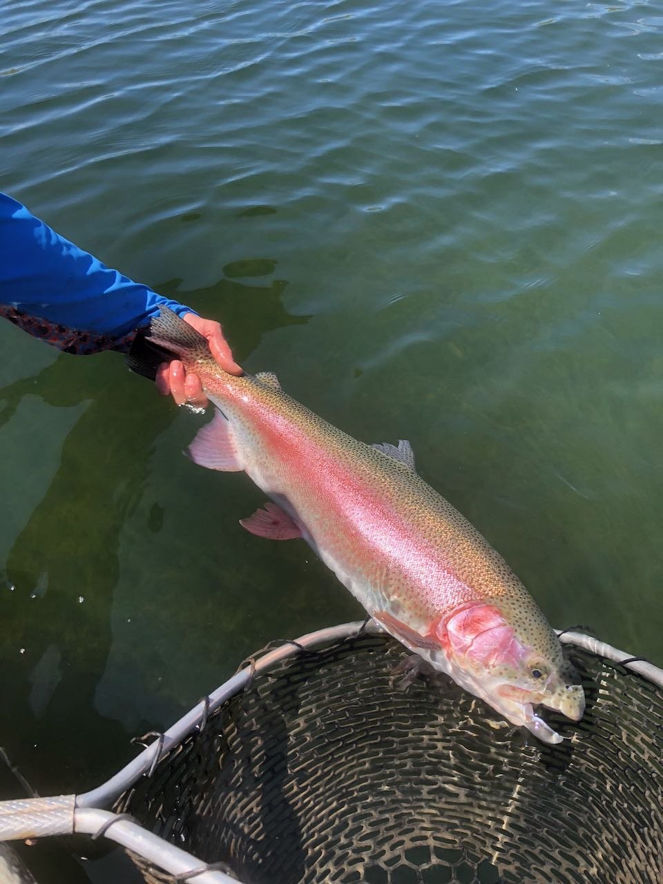 Handling Fish Flight Fish Handling — Wild Country Outfitters