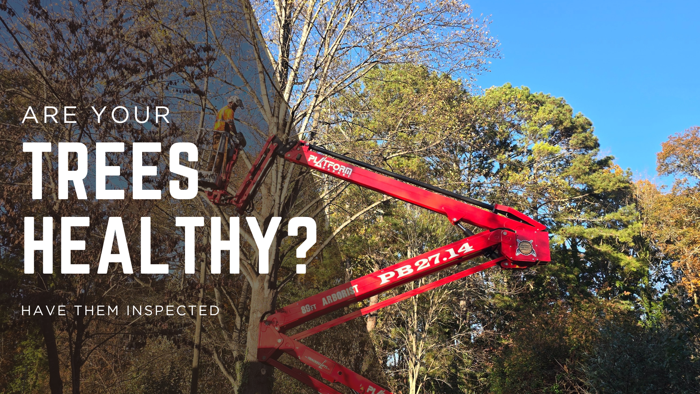 Are your Trees Safe? How to Prevent Property Damage Before the Next Storm