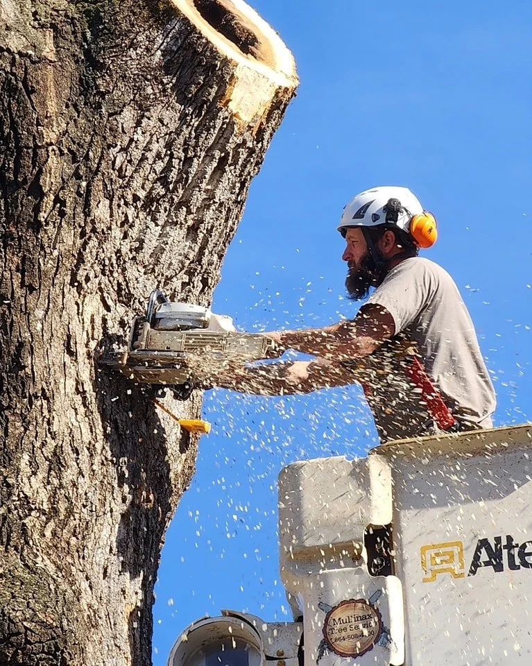 tree-removal-central-sc