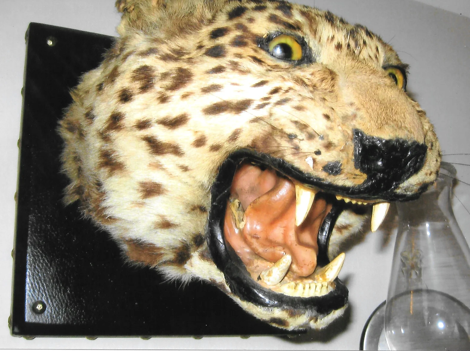 I was 14 years old and one day while I was riding my bicycle in downtown Hackensack, I found this in the trash on the curb. It was missing some teeth and a part of its tongue. I brought it back home and was so enamored by it that I just had to restore it back to its original likeness. Utilizing wax, plaster of paris and paints for the restoration.