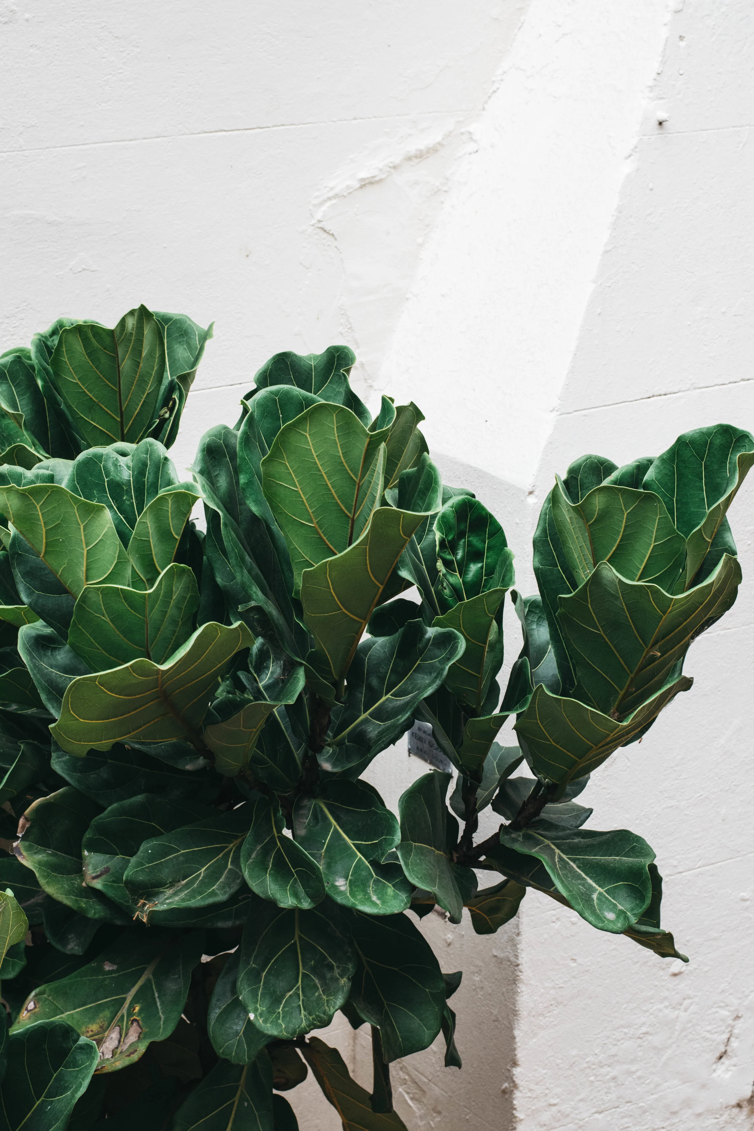 fig leaf. Manchester, UK beauty and lifestyle blog. Uk travel blog. UK Beauty Blog. Manchester Beauty blog. UK Lifestyle blog. Manchester lifestyle blog. UK Fashion Blog. Manchester Fashion Blog. Ellie Dickinson. Ellie Grace. Ellie Grace Dickinson.&…