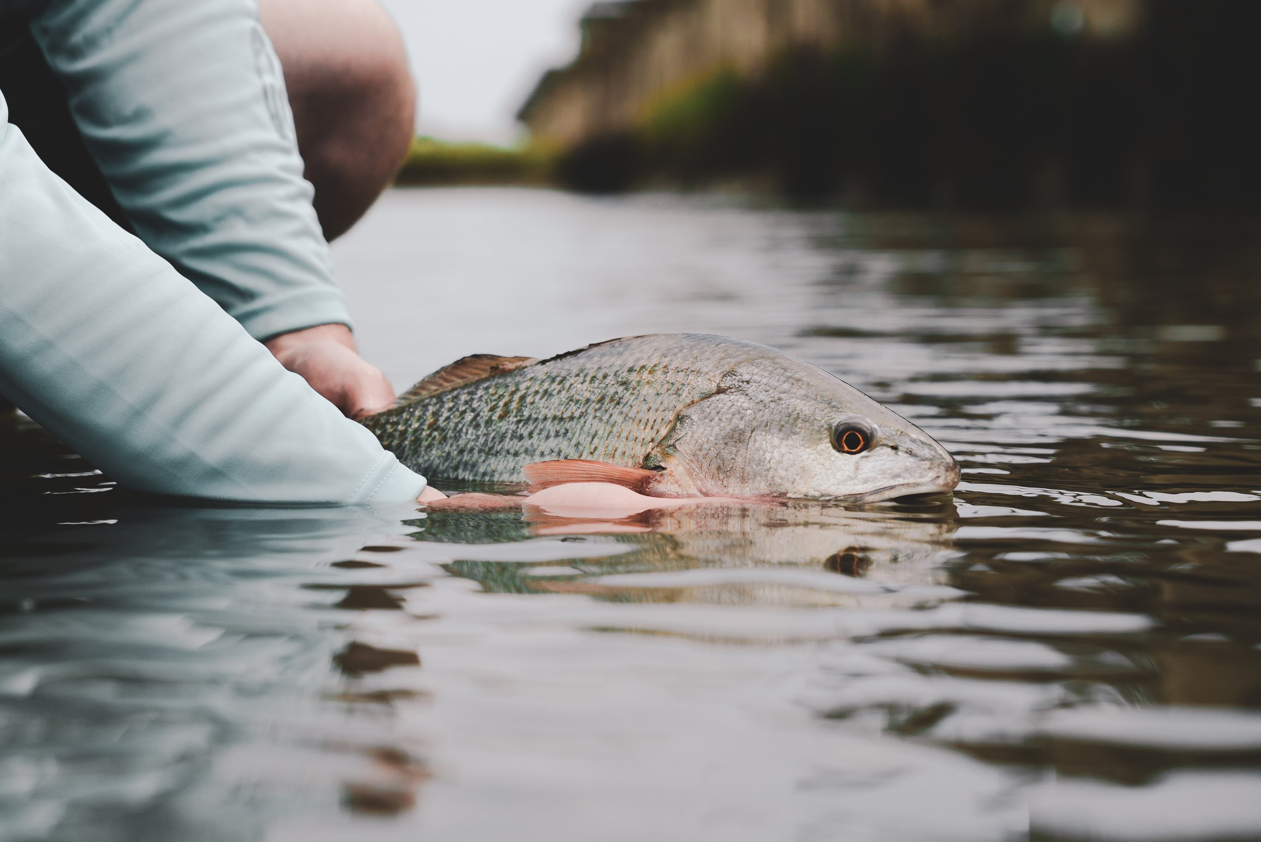 Brandon Red Fish10.jpg