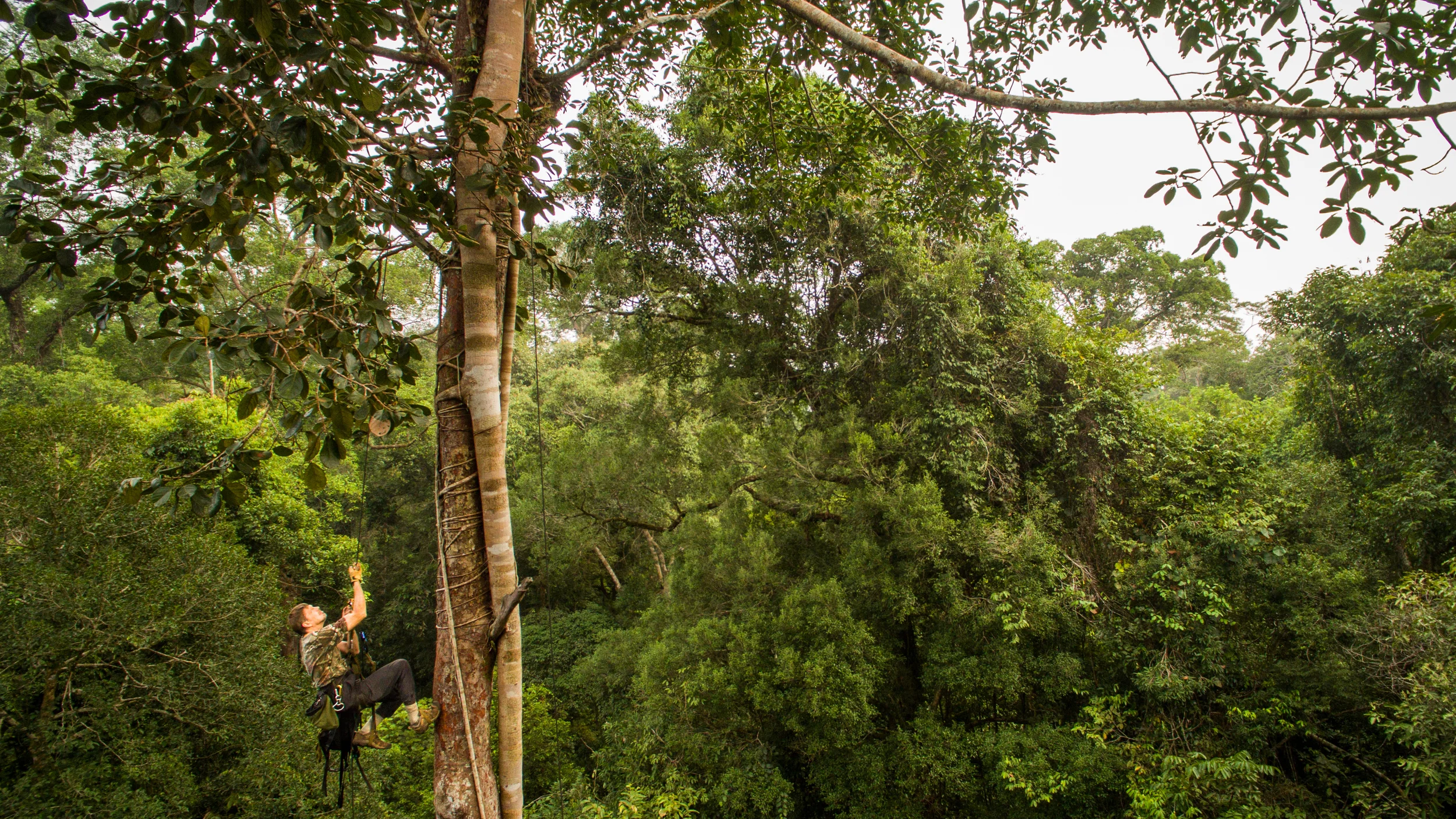 Tim In Tree-2.jpg