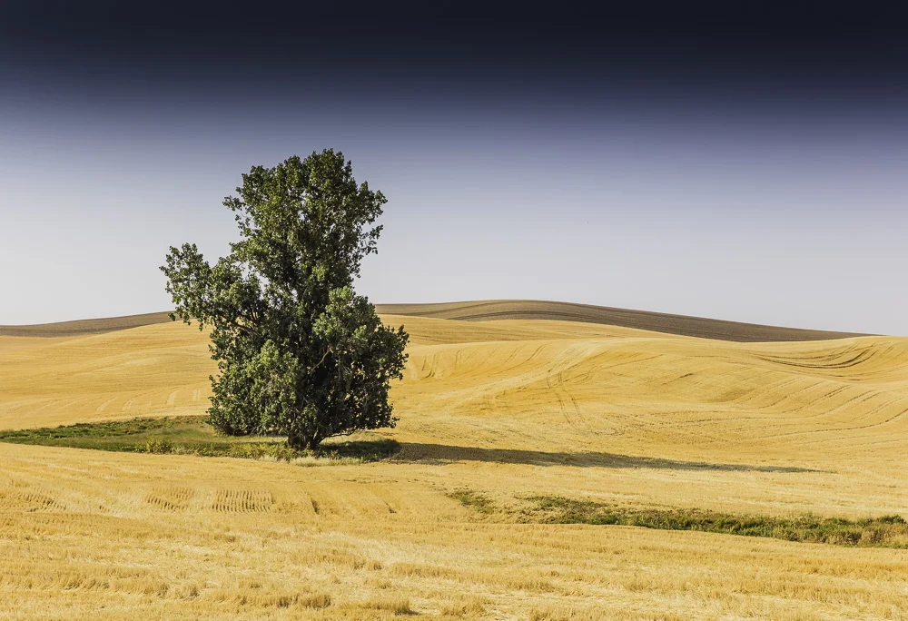 PALOUSE4.jpg