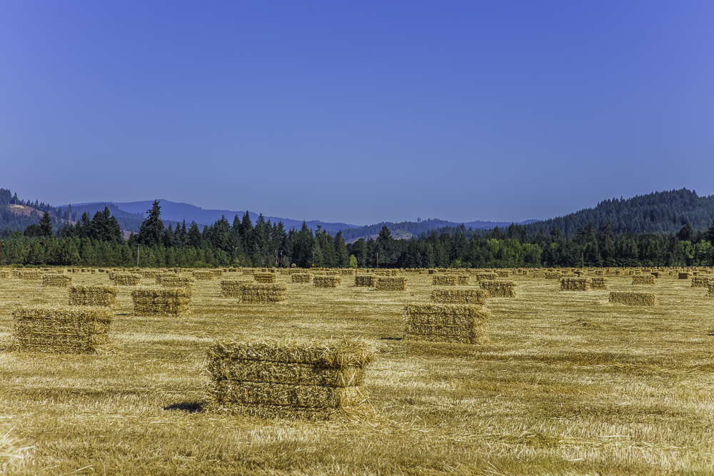 washington cascades7.jpg