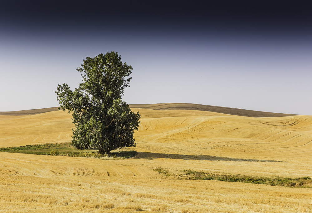 washington Palouse2.jpg