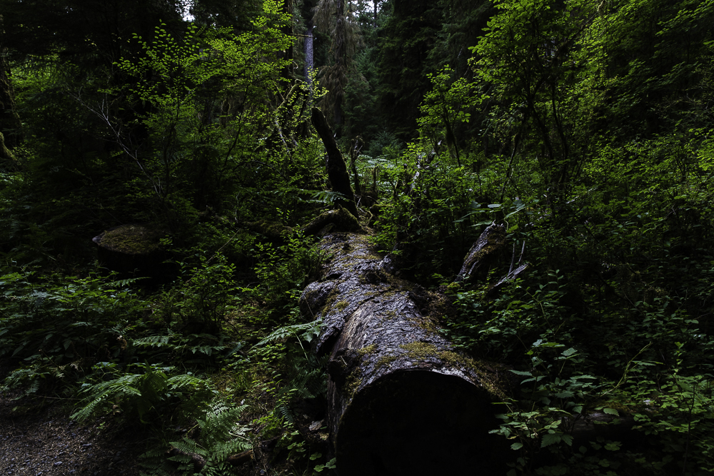 washington ho rainforest1.jpg