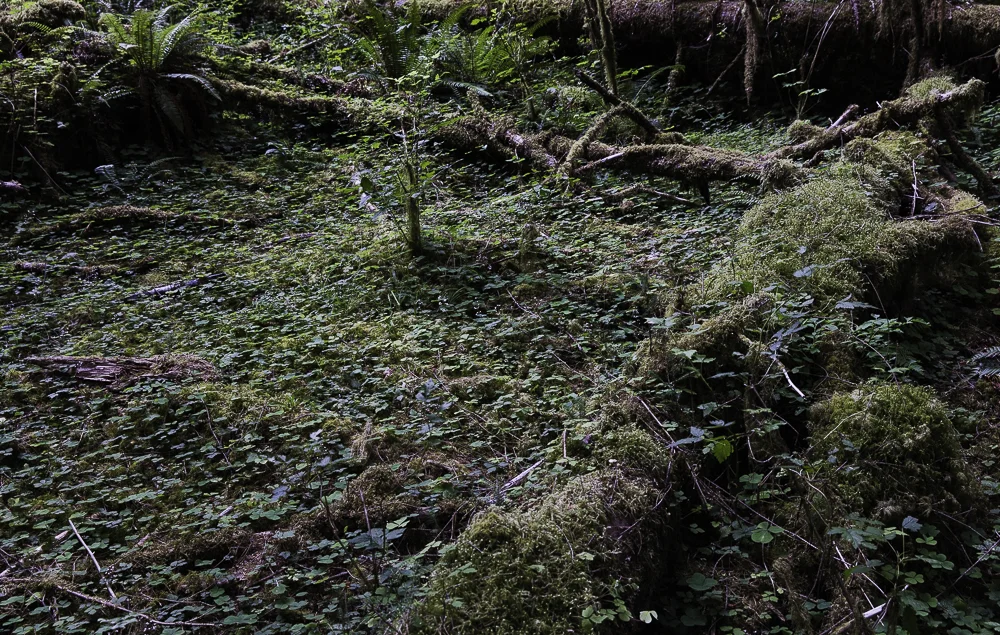 washington ho rainforest5.jpg
