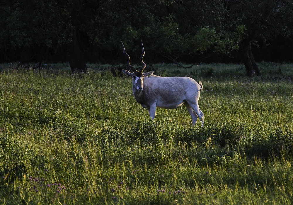 fossil rim1.jpg