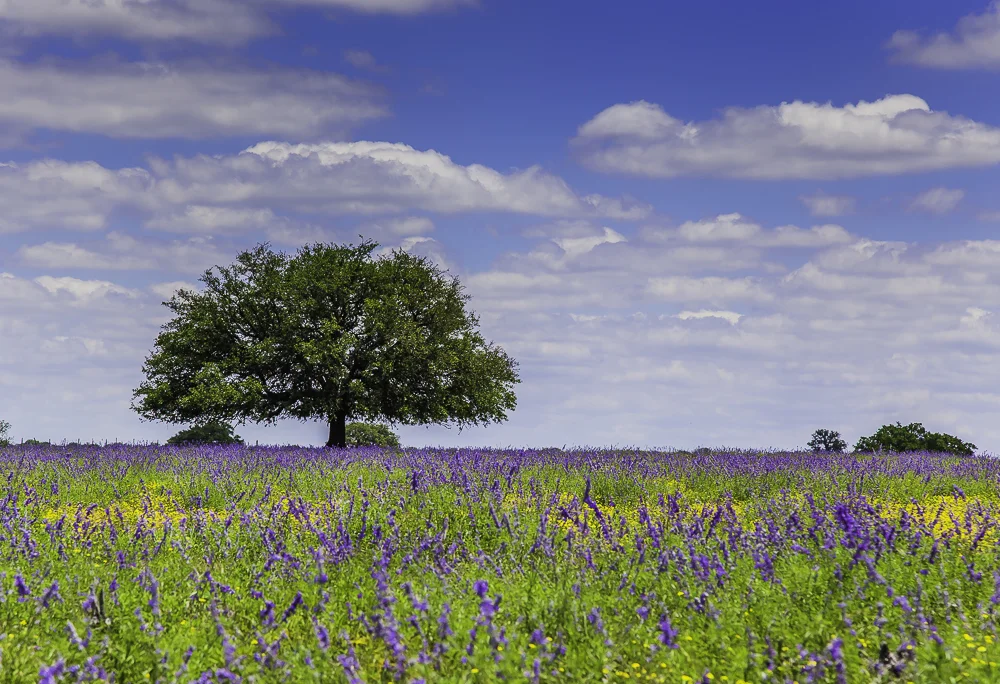 Texas Hill Country9.jpg