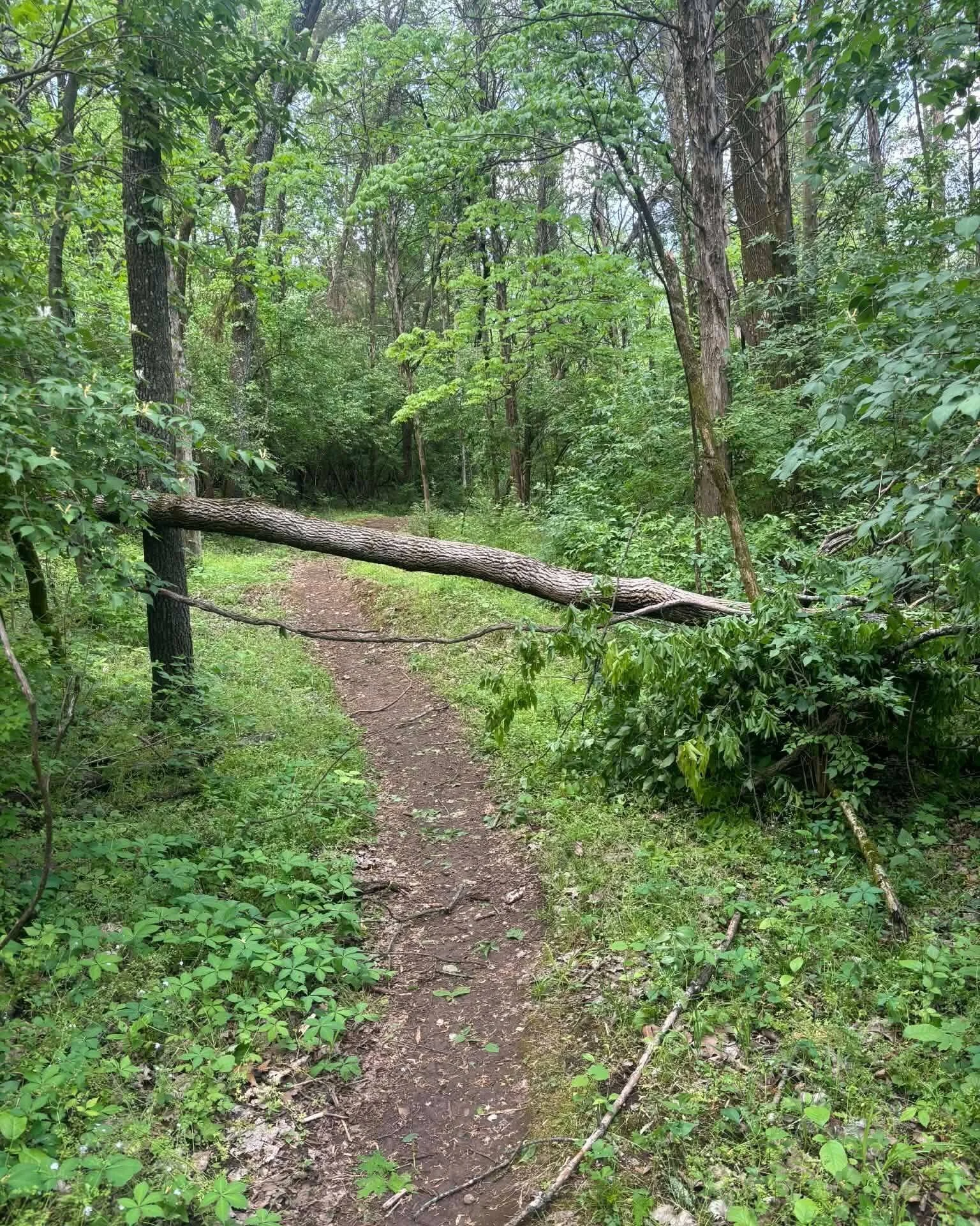 STOP. DROP. &amp; ROLL!  Several trees came down in the recent storms that need to be cleared.  Yes... we just cleaned up this mess... we know. :( Go to your local bike trail and take time to clear what you can.  Even the small stuff.  If you're ridi