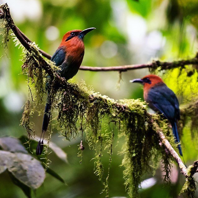 Colorful birds in Costa Rica 🇨🇷 can anyone help me identify what species this is? ❤️💙
.
.
.
.
.
.
.
.
.
.
.
.
#bird #photography #birding #wildlife #rainforest #costarica #travelphotography #hiking #hangingbridges #travel #arenal #colorful #nature