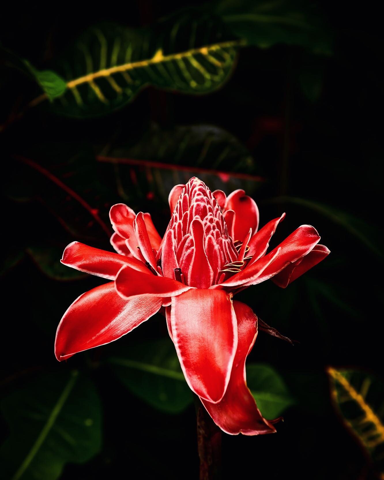El Baston del Emperador ❤️ is my absolute favorite tropical plant 😍 it has a very tall stalk and waxy gorgeous red petals and is so striking in many stages of its opening up/blossoming. The English translation means the emperor&rsquo;s staff. I love
