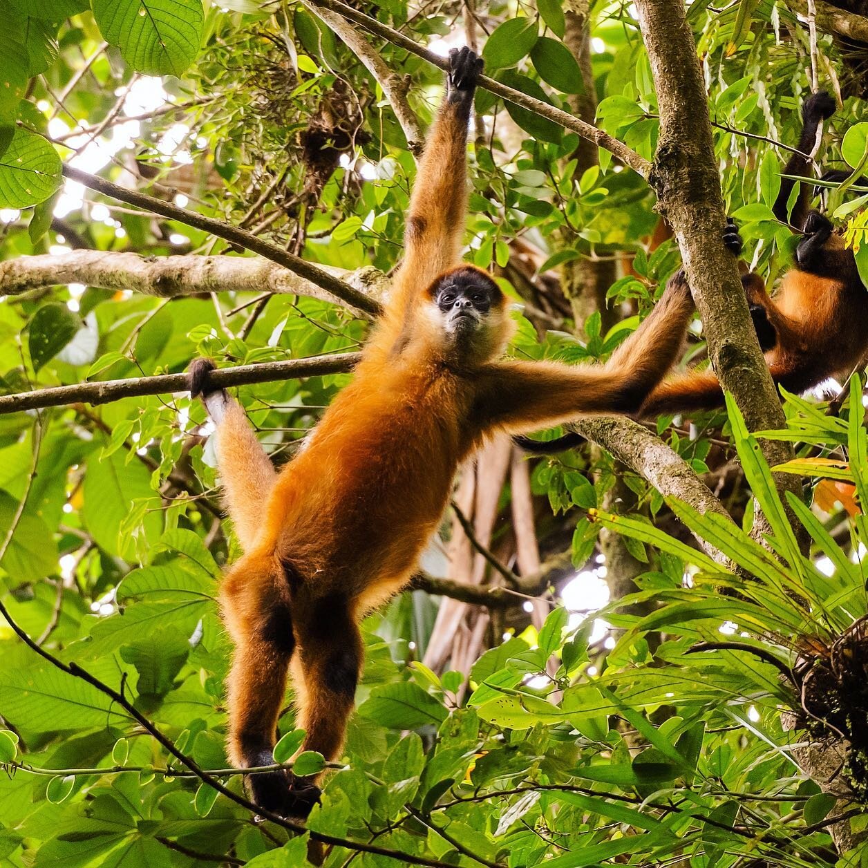 Spider Monkey! photographed the Costa Rican rain forest 💚
.
.
.
.
.
.
.
#Rainforest #monkey #nature #photography #travel #costa rica