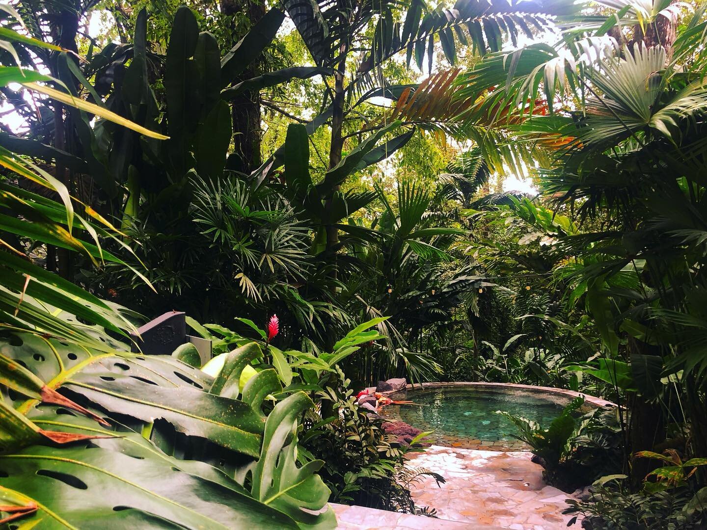 💦🌿One of many tropical hot springs at the incredible @nayarasprings ☺️ in Costa Rica. This is just an iPhone photo because I was trying to relax and enjoy them. When everything is this stunning it&rsquo;s hard to stop taking photos 💚
.
.
.
.
.
.
.