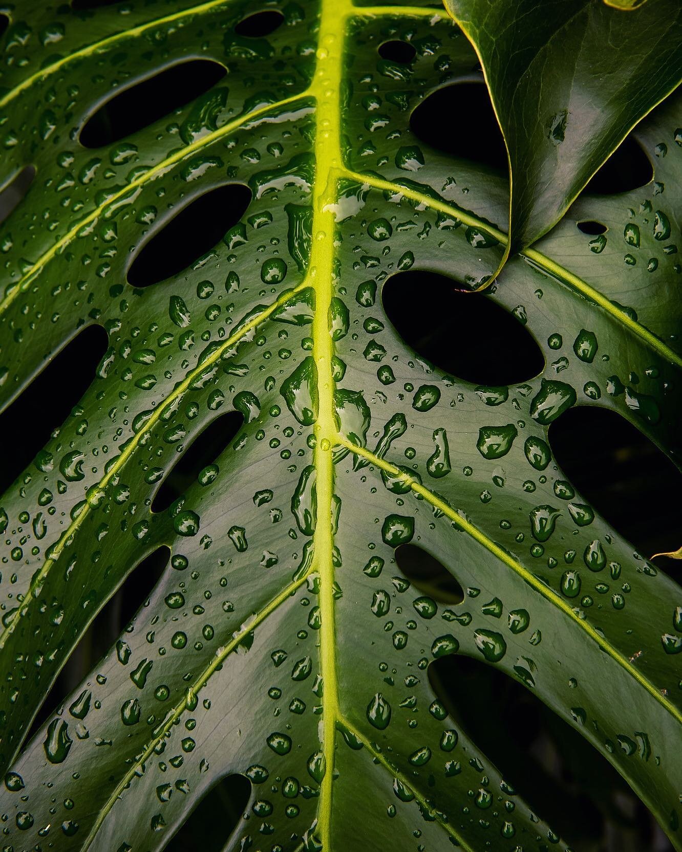 Monstera ~ Costa Rica 🇨🇷 2023
.
.
.
.
.
.
.
.
.
#travelphotography #monstera #raindrops #plants #tropical #life #photography