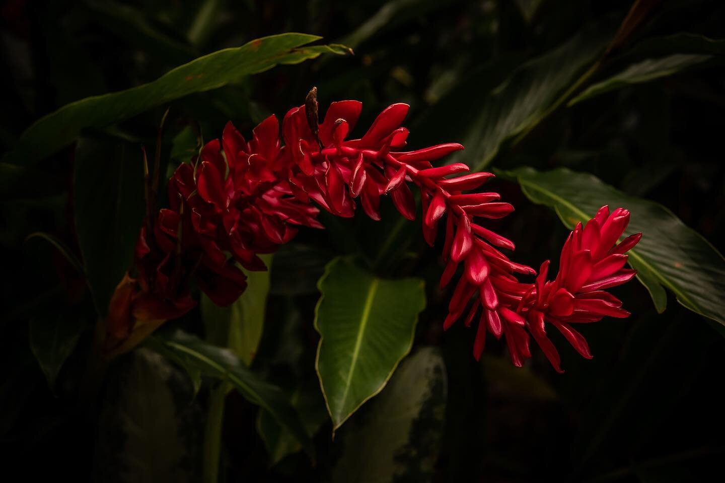Red Ginger - Alpinia purpurata 
.
.
.
.
.
.
.
.
.
#costarica #tropical #flower #redginger #photography