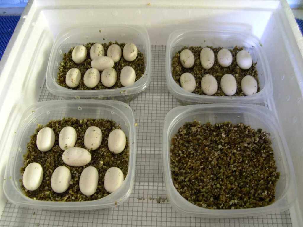  2008 eggs 