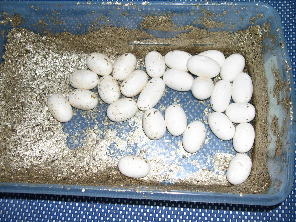 2008 eggs
