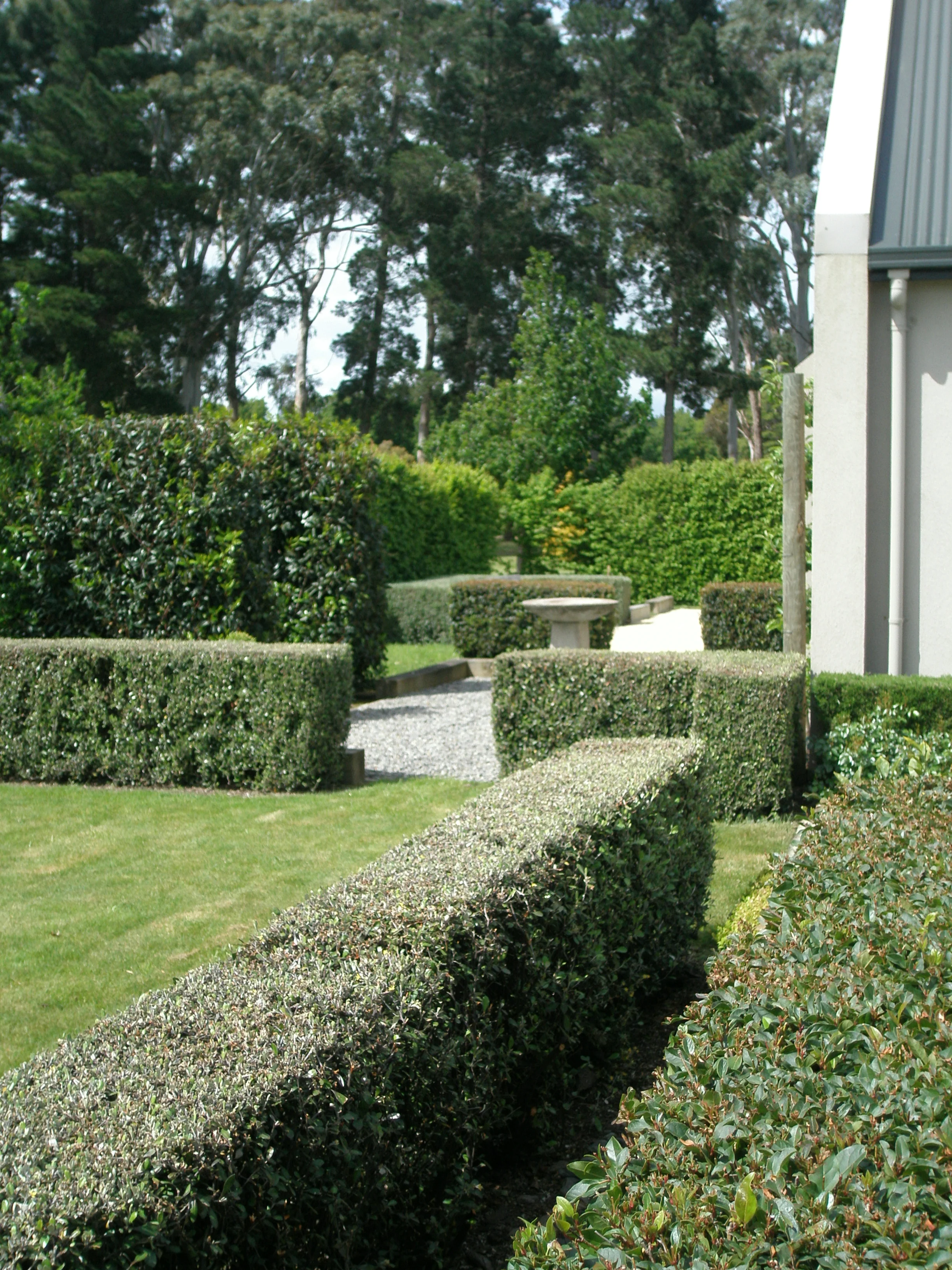 Hedged Landscape | Martinborough