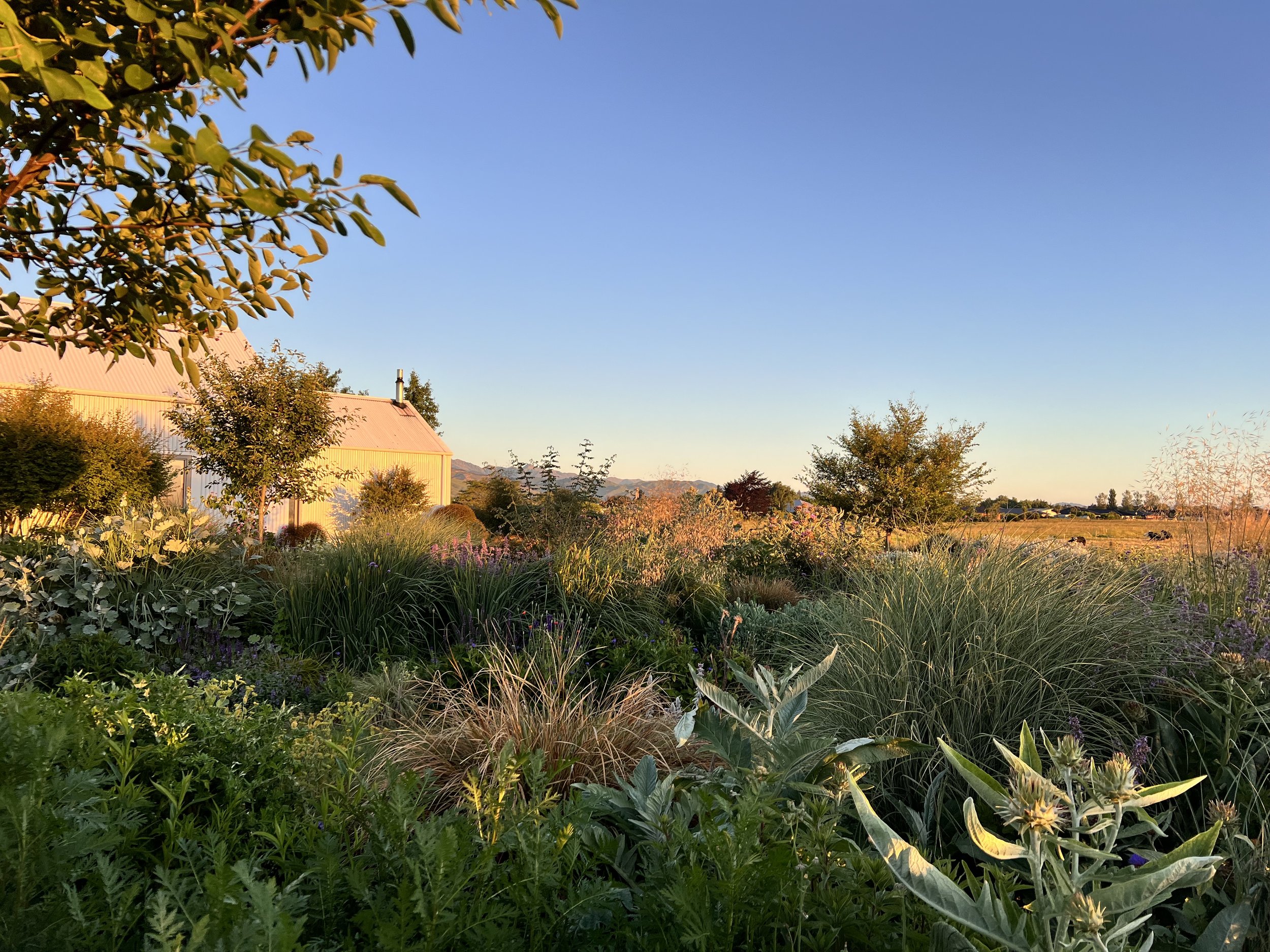 Grasses and perennials Carterton .JPG