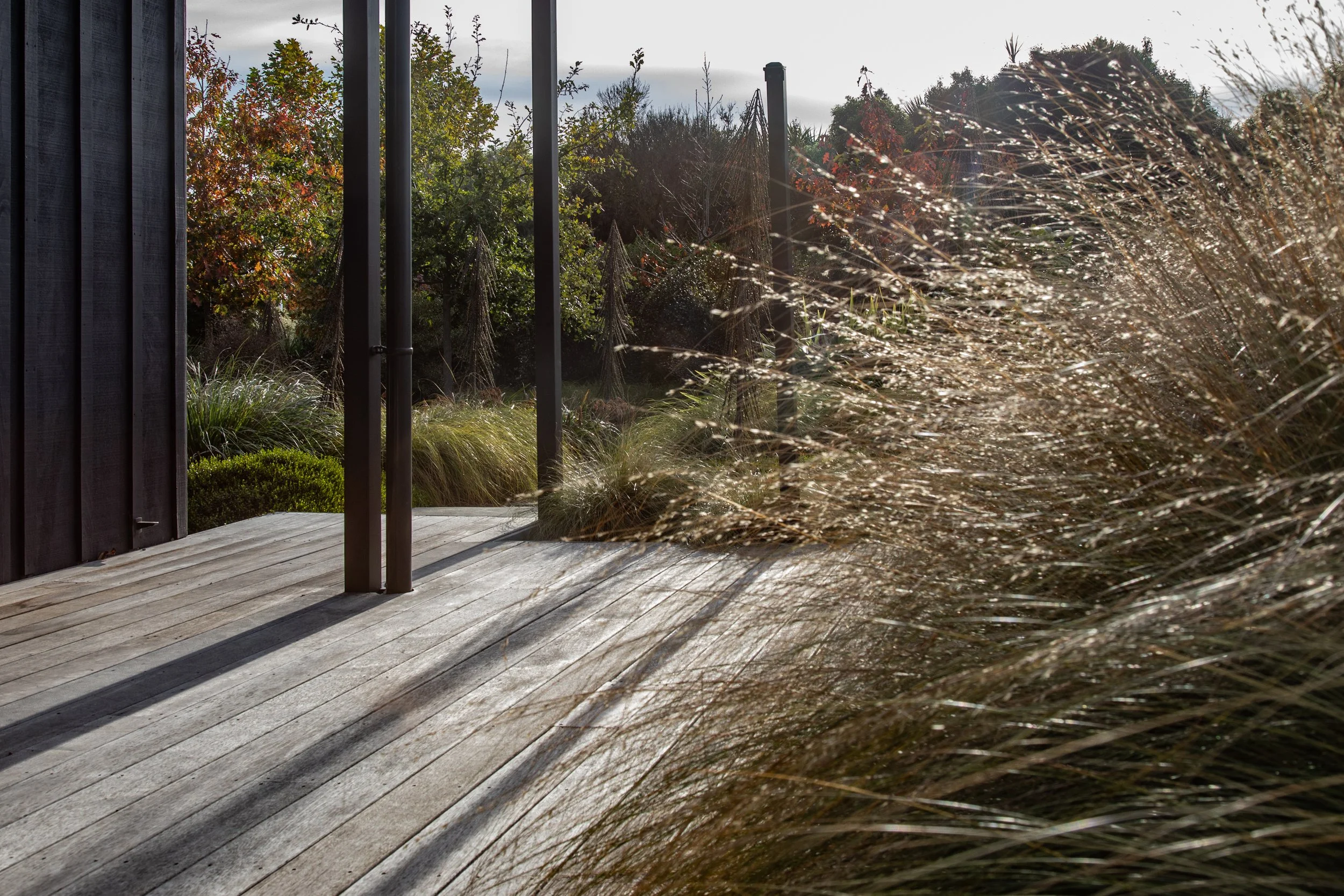 Native grasses and modern architecture .jpg