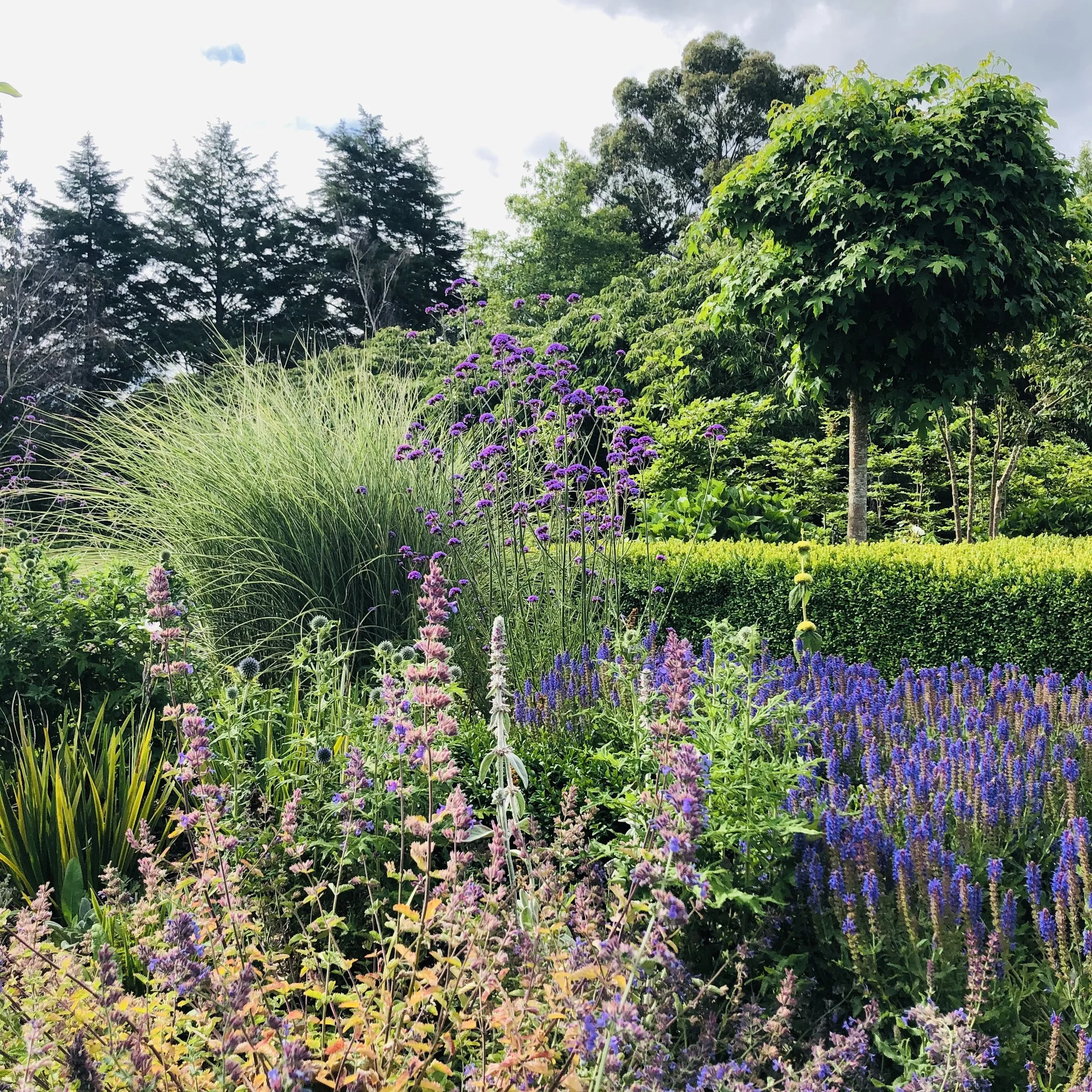 Perennial and grass planting.JPG