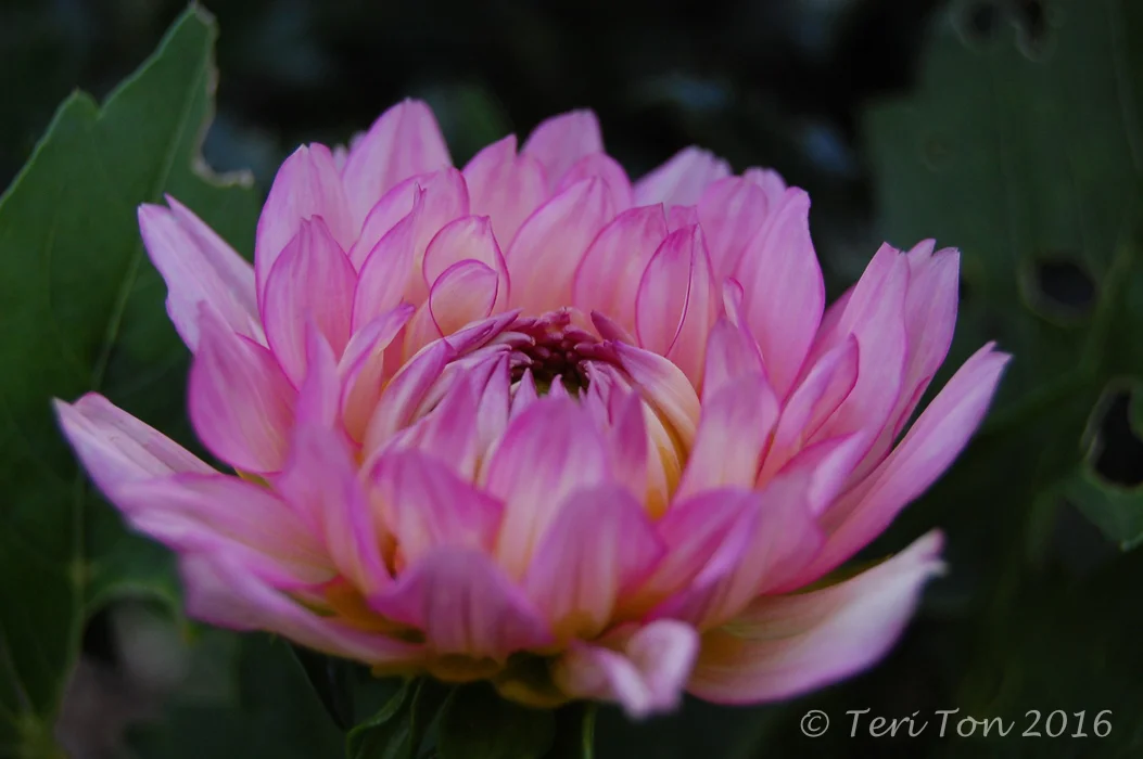 Dahlia, Dedham, MA