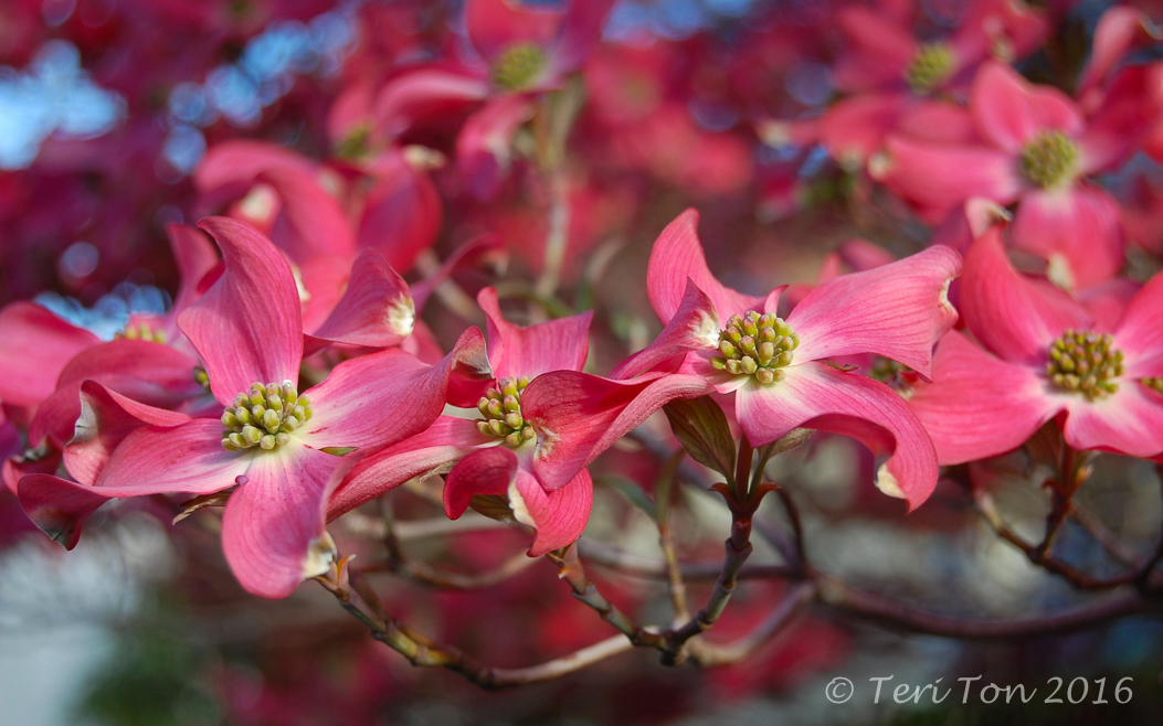 Red Dogwood, Dedham, MA